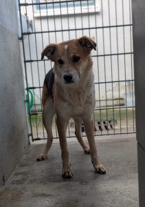 Kaya – Mischling, Weibchen, 2 Jahre, 97525 Schwebheim – Foto 6