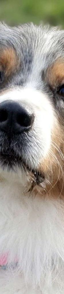 Torben – Australian Shepherd, Männchen, 7 Jahre 10 Monate, 13057 Berlin – Foto 1