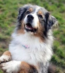 Torben – Australian Shepherd, Männchen, 7 Jahre 10 Monate, 13057 Berlin – Foto 2