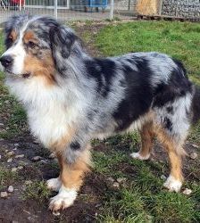 Torben – Australian Shepherd, Männchen, 7 Jahre 10 Monate, 13057 Berlin – Foto 3