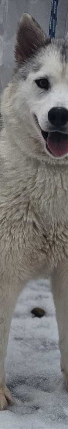 LILLI – Husky, Weibchen, Alter unbekannt, 81829 München – Foto 2