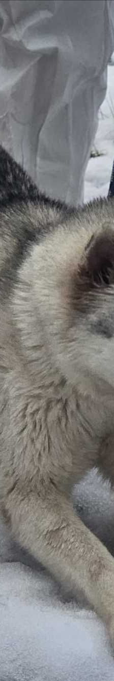 LILLI – Husky, Weibchen, Alter unbekannt, 81829 München – Foto 3