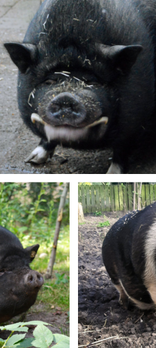 Rosi und Freunde – Hängebauchschweine, Unbekannt, 5 Jahre, 28357 Bremen – Foto 1