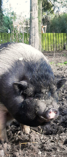 Rosi und Freunde – Hängebauchschweine, Unbekannt, 5 Jahre, 28357 Bremen – Foto 2