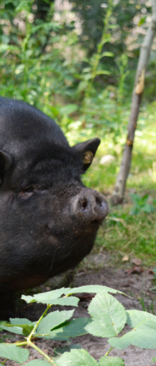 Rosi und Freunde – Hängebauchschweine, Unbekannt, 5 Jahre, 28357 Bremen – Foto 4