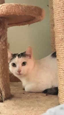 Bruno – Katze, Männchen, 3 Jahre 8 Monate, 39576 Stendal – Foto 3