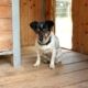 Bruno – Katze, Männchen, 3 Jahre 8 Monate, 39576 Stendal – Foto 27