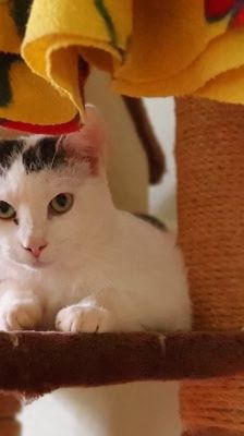Bruno – Katze, Männchen, 3 Jahre 8 Monate, 39576 Stendal – Foto 4