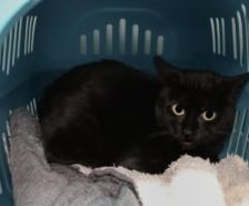 Bruno – Katze, Männchen, 3 Jahre 8 Monate, 39576 Stendal – Foto 8