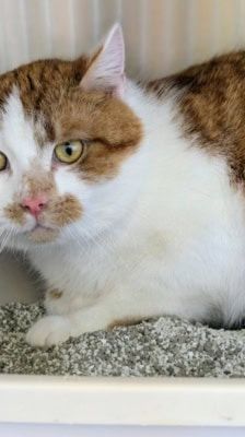 Red – Katze, Männchen, 6 Jahre, 39576 Stendal – Foto 1