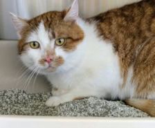 Red – Katze, Männchen, 6 Jahre, 39576 Stendal – Foto 5
