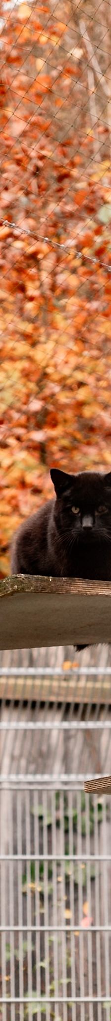 Fally – EKH, Männchen, 5 Jahre, 97816 Lohr – Foto 1