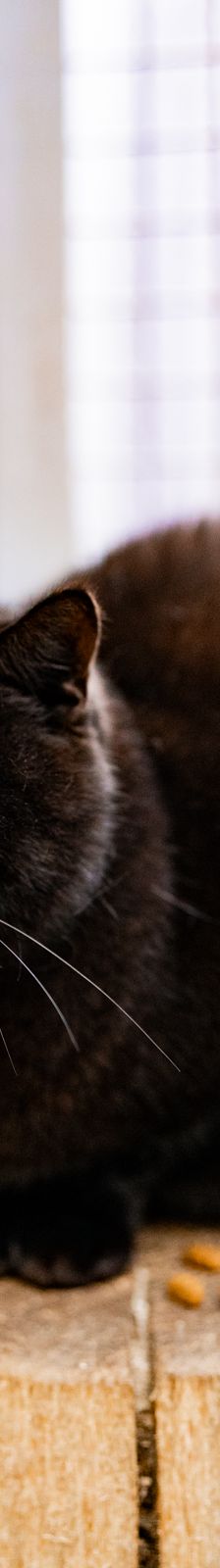 Fally – EKH, Männchen, 5 Jahre, 97816 Lohr – Foto 2
