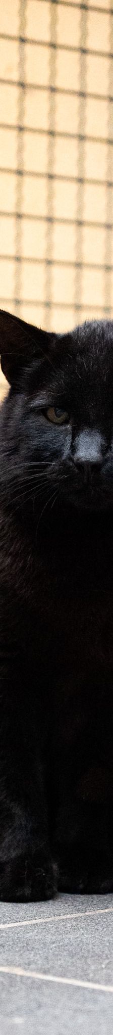 Fally – EKH, Männchen, 5 Jahre, 97816 Lohr – Foto 3