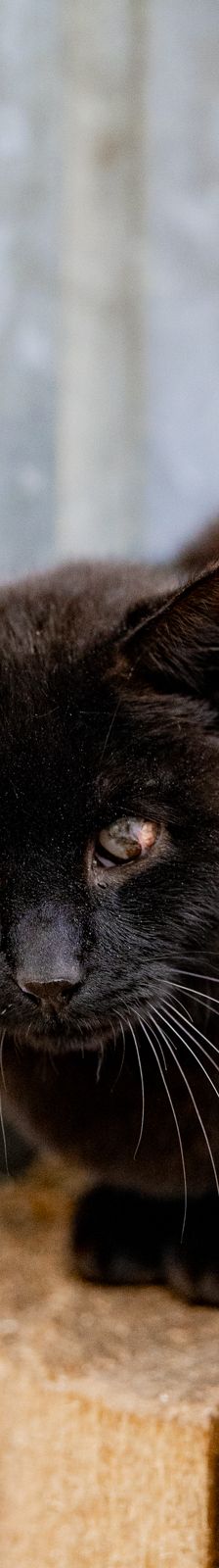 Fally – EKH, Männchen, 5 Jahre, 97816 Lohr – Foto 5