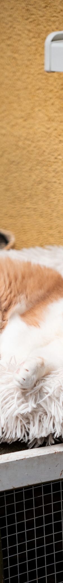 Big Daddy – EKH, Männchen, 10 Jahre, 97816 Lohr – Foto 1