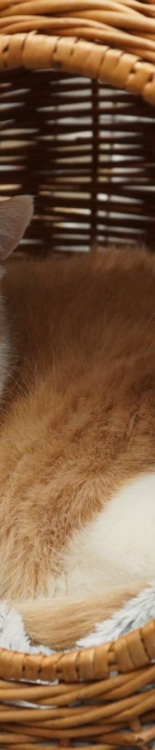 Big Daddy – EKH, Männchen, 10 Jahre, 97816 Lohr – Foto 3