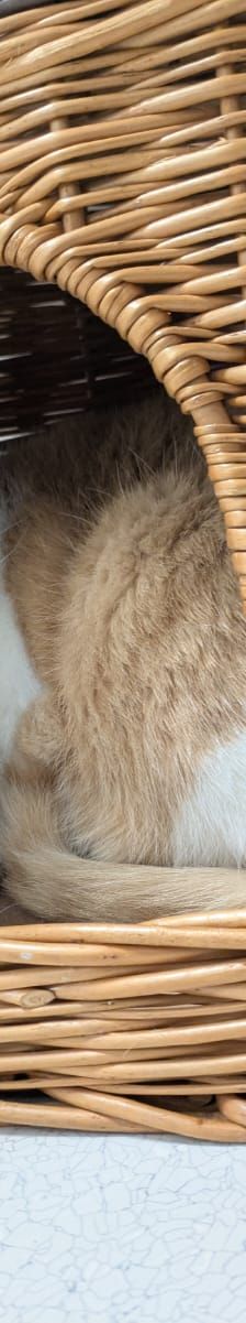 Big Daddy – EKH, Männchen, 10 Jahre, 97816 Lohr – Foto 4