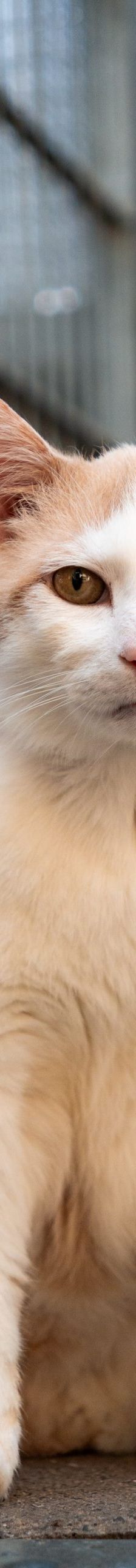 Big Daddy – EKH, Männchen, 10 Jahre, 97816 Lohr – Foto 6
