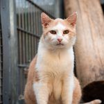 Big Daddy – EKH, Männchen, 10 Jahre, 97816 Lohr – Foto 7