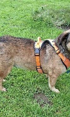 Leo – Mischling, Unbekannt, 5 Jahre, 32758 Detmold – Foto 1