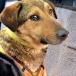 Leo – Mischling, Unbekannt, 5 Jahre, 32758 Detmold – Foto 2