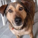 Leo – Mischling, Unbekannt, 5 Jahre, 32758 Detmold – Foto 3