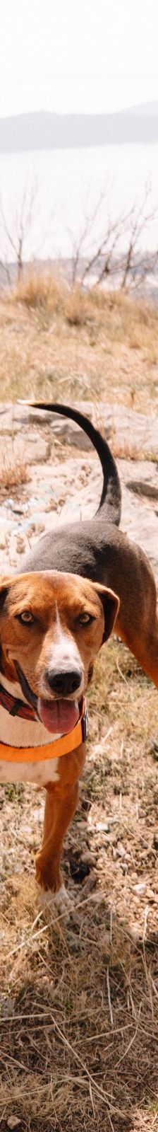 Zigi – Jagdhundmix, Männchen, 2 Jahre 7 Monate, Nordic Strays e.V. – Foto 2
