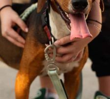 Zigi – Jagdhundmix, Männchen, 2 Jahre 7 Monate, Nordic Strays e.V. – Foto 3