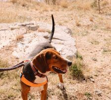 Zigi – Jagdhundmix, Männchen, 2 Jahre 7 Monate, Nordic Strays e.V. – Foto 4