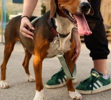 Zigi – Jagdhundmix, Männchen, 2 Jahre 7 Monate, Nordic Strays e.V. – Foto 5