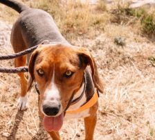 Zigi – Jagdhundmix, Männchen, 2 Jahre 7 Monate, Nordic Strays e.V. – Foto 6