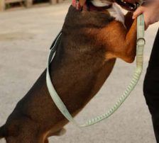Zigi – Jagdhundmix, Männchen, 2 Jahre 7 Monate, Nordic Strays e.V. – Foto 7
