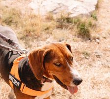 Zigi – Jagdhundmix, Männchen, 2 Jahre 7 Monate, Nordic Strays e.V. – Foto 8