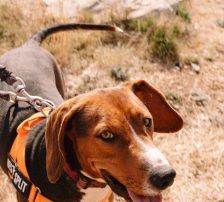 Zigi – Jagdhundmix, Männchen, 2 Jahre 7 Monate, Nordic Strays e.V. – Foto 10