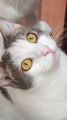 Monchi – Europäisch Kurzhaar, Männchen, 1 Jahr 6 Monate, 65520 Bad Camberg – Foto 1