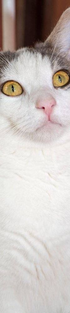 Monchi – Europäisch Kurzhaar, Männchen, 1 Jahr 6 Monate, 65520 Bad Camberg – Foto 11