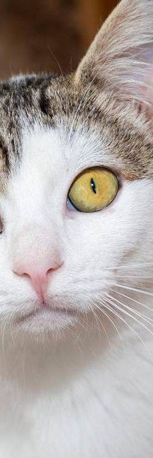Monchi – Europäisch Kurzhaar, Männchen, 1 Jahr 6 Monate, 65520 Bad Camberg – Foto 12