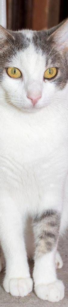 Monchi – Europäisch Kurzhaar, Männchen, 1 Jahr 6 Monate, 65520 Bad Camberg – Foto 13