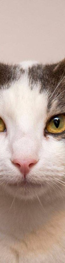 Monchi – Europäisch Kurzhaar, Männchen, 1 Jahr 6 Monate, 65520 Bad Camberg – Foto 14