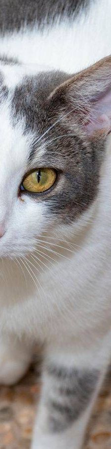 Monchi – Europäisch Kurzhaar, Männchen, 1 Jahr 6 Monate, 65520 Bad Camberg – Foto 15