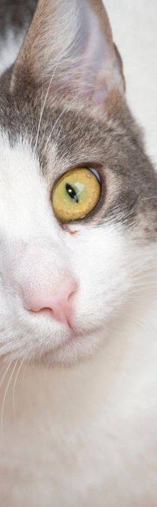 Monchi – Europäisch Kurzhaar, Männchen, 1 Jahr 6 Monate, 65520 Bad Camberg – Foto 16