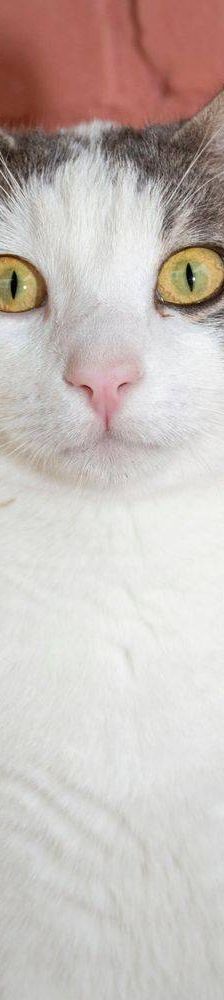Monchi – Europäisch Kurzhaar, Männchen, 1 Jahr 6 Monate, 65520 Bad Camberg – Foto 17