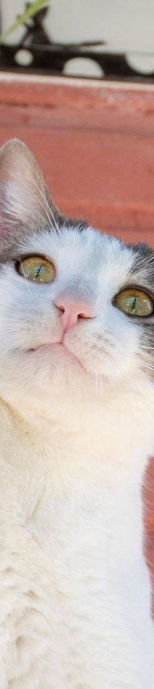 Monchi – Europäisch Kurzhaar, Männchen, 1 Jahr 6 Monate, 65520 Bad Camberg – Foto 18