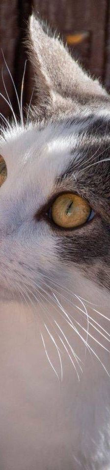 Monchi – Europäisch Kurzhaar, Männchen, 1 Jahr 6 Monate, 65520 Bad Camberg – Foto 3