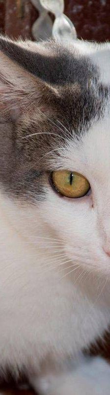 Monchi – Europäisch Kurzhaar, Männchen, 1 Jahr 6 Monate, 65520 Bad Camberg – Foto 4