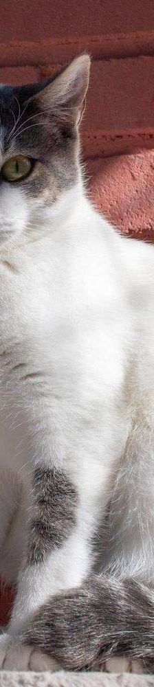 Monchi – Europäisch Kurzhaar, Männchen, 1 Jahr 6 Monate, 65520 Bad Camberg – Foto 5