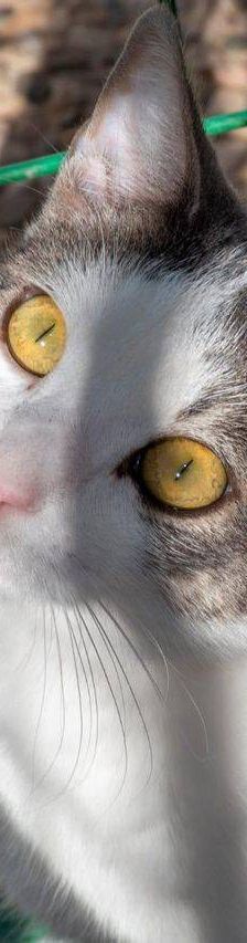 Monchi – Europäisch Kurzhaar, Männchen, 1 Jahr 6 Monate, 65520 Bad Camberg – Foto 6