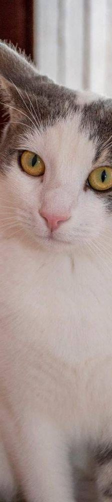 Monchi – Europäisch Kurzhaar, Männchen, 1 Jahr 6 Monate, 65520 Bad Camberg – Foto 7