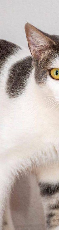 Monchi – Europäisch Kurzhaar, Männchen, 1 Jahr 6 Monate, 65520 Bad Camberg – Foto 8